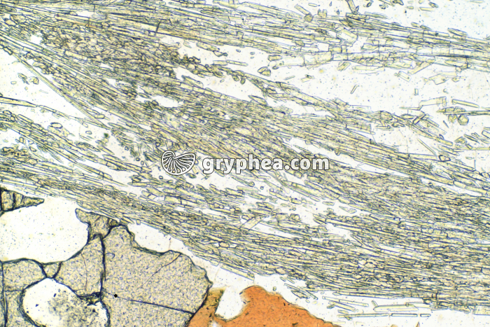 Sillimanite LPNA x25 - gryphea.com